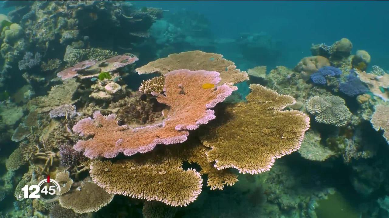 Le réchauffement des océans menace la préservation des coraux dans le détroit de Floride