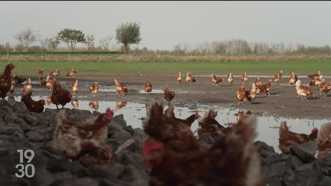 Les Pays-Bas renouvellent leur Parlement alors que les émissions d’azote du secteur agricole préoccupent la population