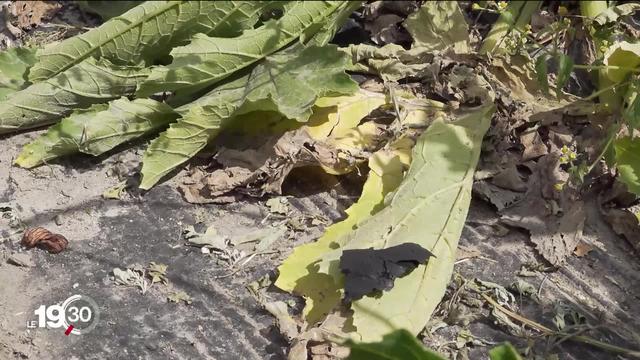 Deux jours après l'incendie de Vétroz en Valais, le canton interdit la cueillette des fruits et légumes dans la zone