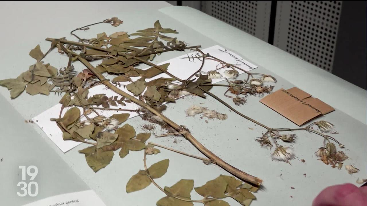 Opération de sauvetage pour les herbiers du Jardin botanique de Genève, attaqués par un parasite
