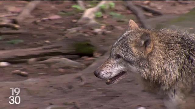 La chasse aux meutes de loups est suspendue dans les Grisons