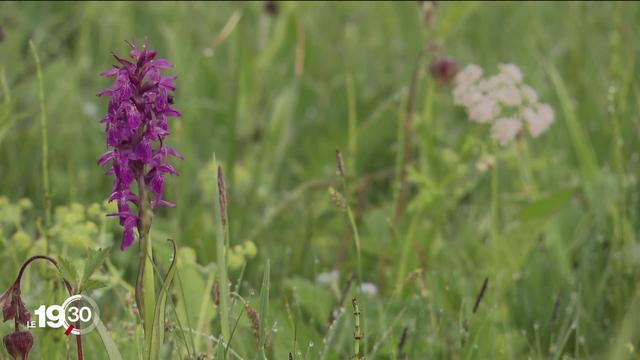 La flore vaudoise a désormais son atlas et son exposition