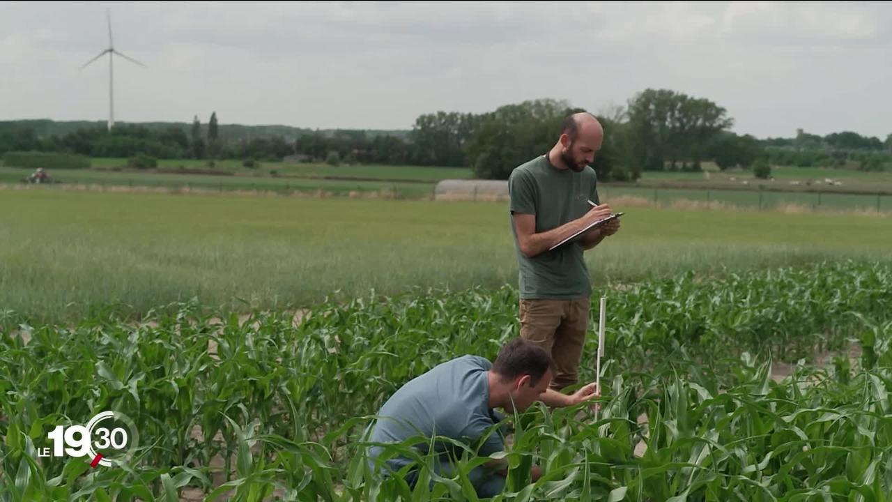Des chercheurs belges ont développé un maïs génétiquement modifié résistant à la sécheresse. Un procédé décrié par certains écologistes