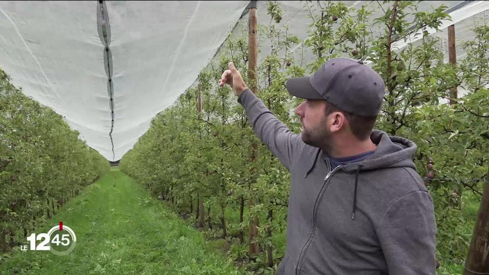 VS : après la tempête de lundi, les filets anti-grêle ont prouvé leur utilité auprès des arboriculteurs malgré leur prix élevé