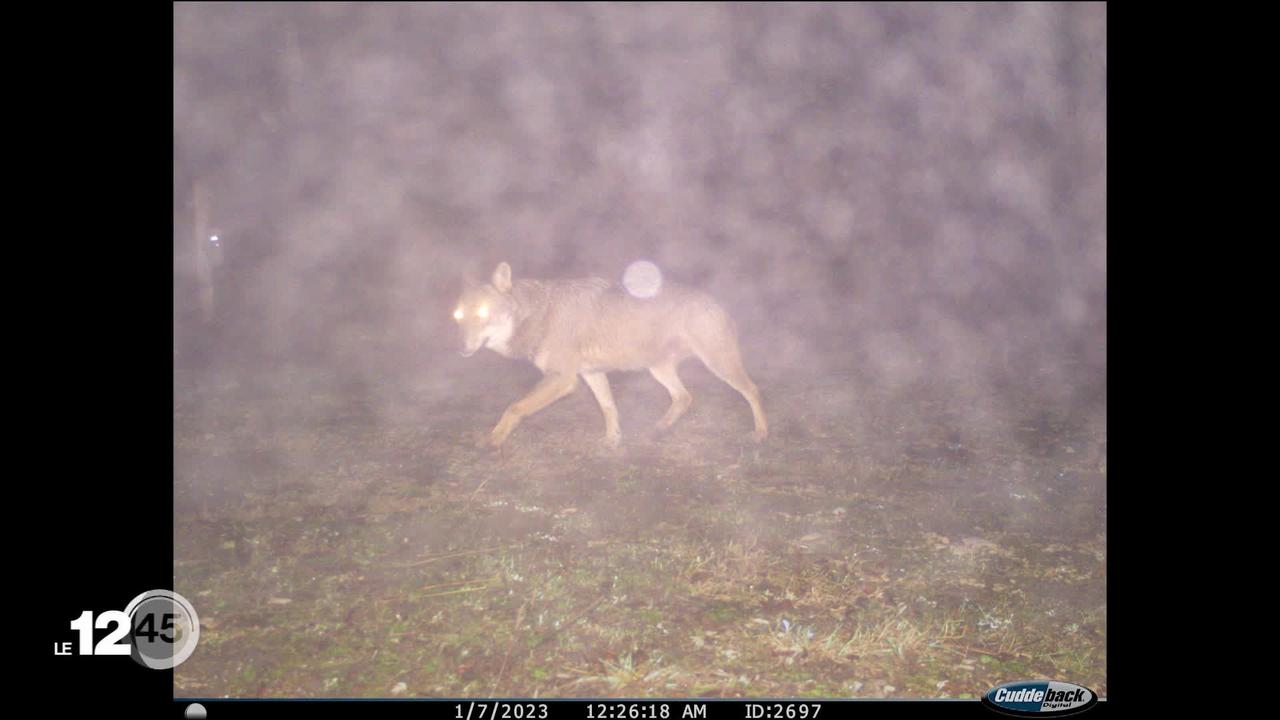 Des pièges photos ont relevé la présence du loup à plusieurs endroits du canton de Neuchâtel.