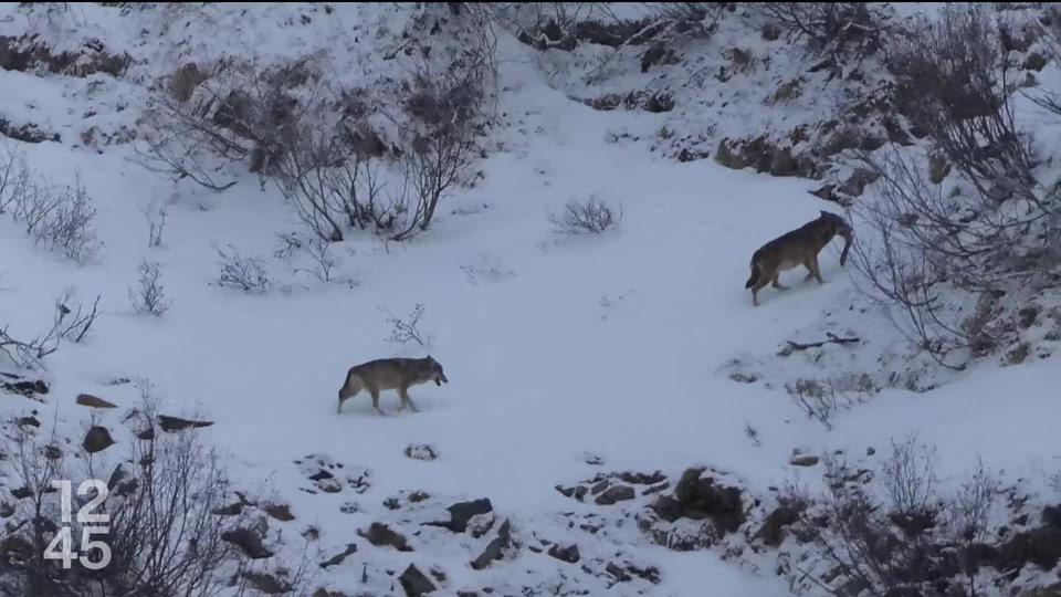 Des organisations de protection de la nature ont déposé des recours au Tribunal administratif fédéral contre le tir du loup