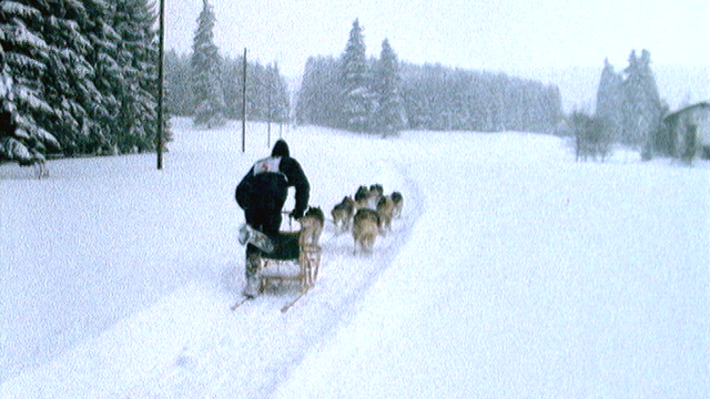 Courses de chiens de traîneaux à Saignelégier [RTS]