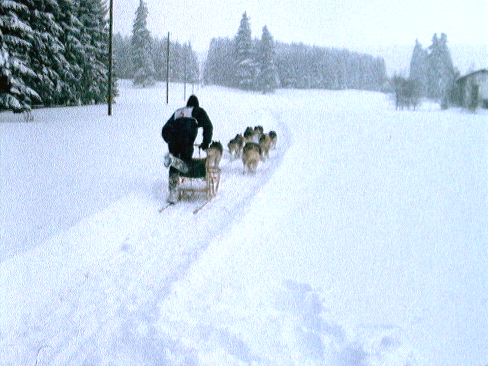 Courses de chiens de traîneaux à Saignelégier [RTS]