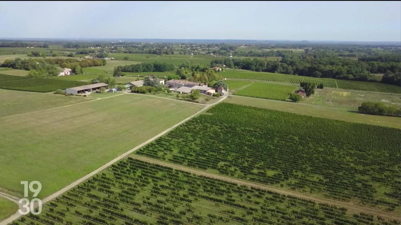 Les vins de Bordeaux sont en surproduction. Cette année, des milliers d’hectares vont être arrachés.