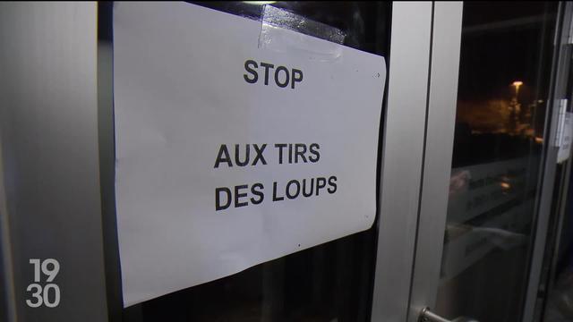 Les tirs de régulation du loup ont commencé en Valais. Un jeune a été abattu cet après-midi.