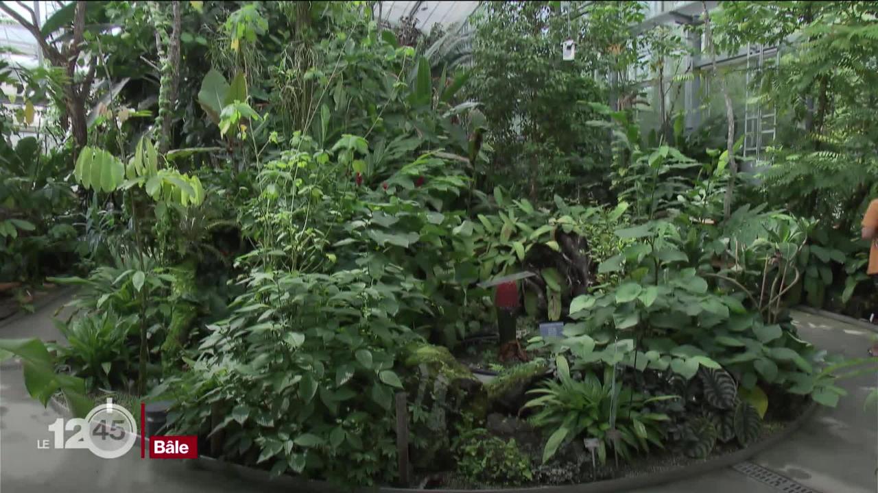 Pour ses 125 ans, le jardin botanique de Bâle s'offre la crème des serres