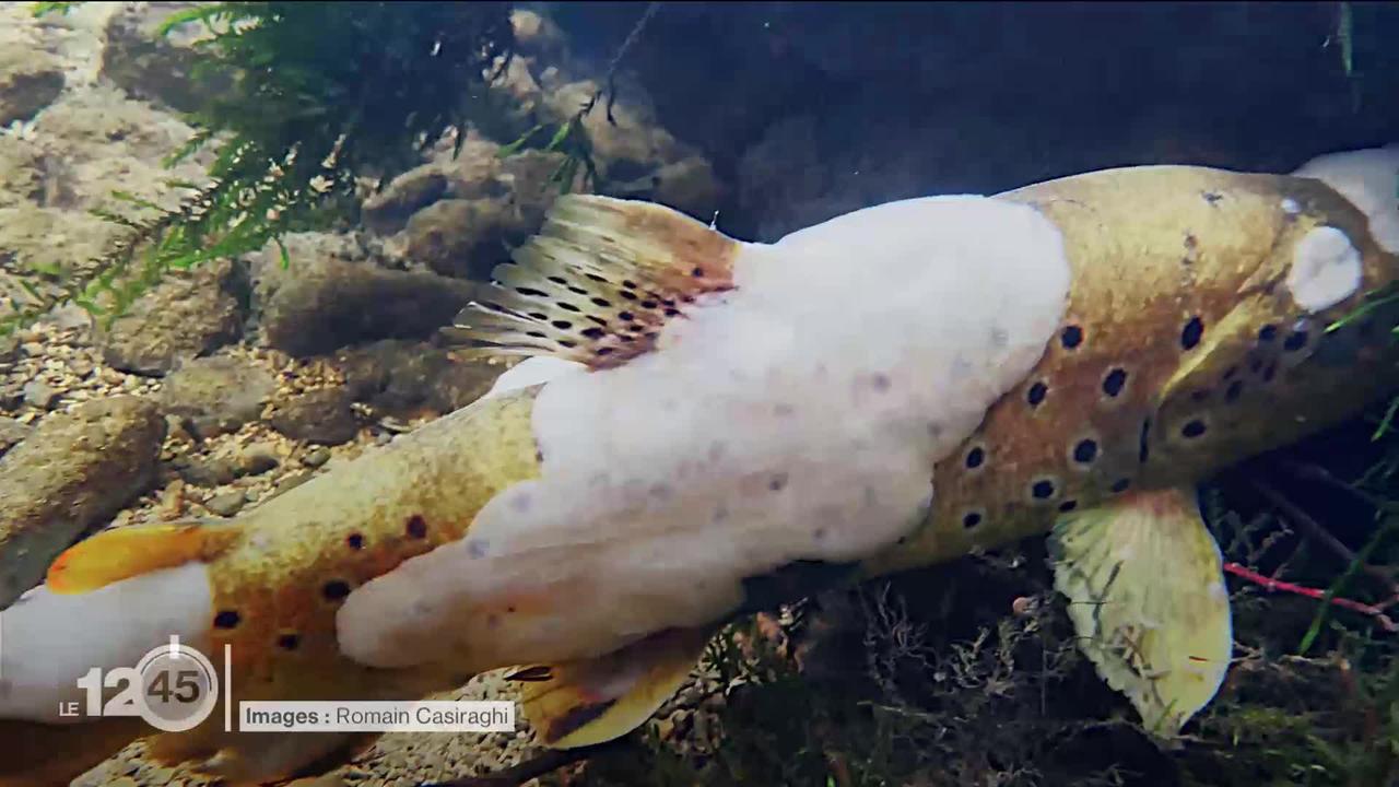 La pollution et un champignon menacent les poissons du Doubs