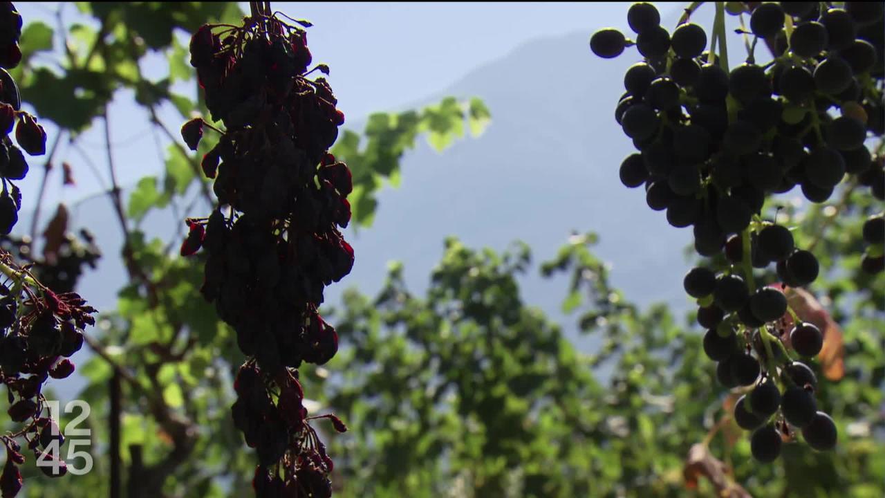 En Valais, la période des vendanges approche. Avec le réchauffement climatique, les grappes de raisin arrivent déjà à maturité