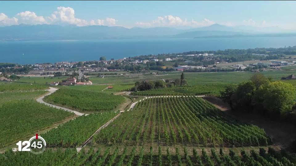 La saison oenotouristique démarre dans les vignobles. Depuis dix ans, Vaud mise sur ce secteur pour attirer plus de visiteurs.