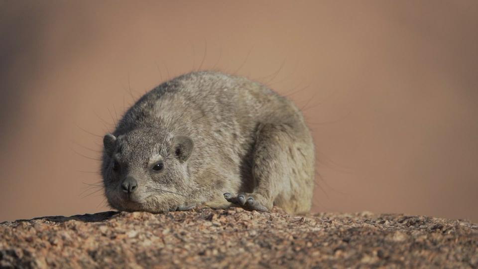 Anne-So What? - Le daman, la marmotte éléphant