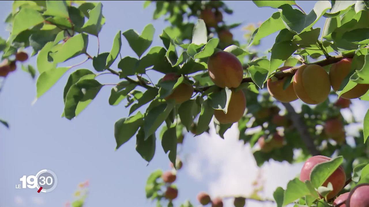En Valais, la récolte d'abricots s'annonce peu abondante cet été. En cause, un printemps froid et pluvieux