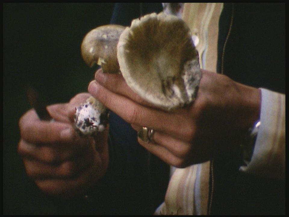 Les champignons vénéneux de Suisse romande