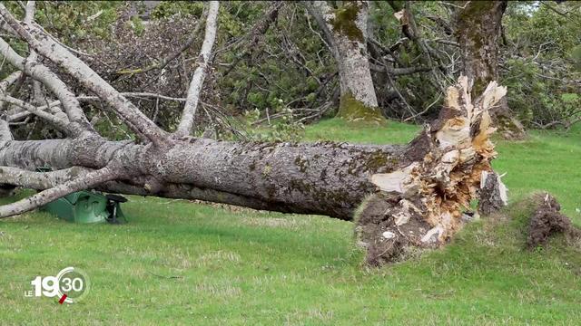 La tempête survenue la semaine dernière à la Chaux-de-Fonds (NE) a gravement endommagé le patrimoine arboricole de la région