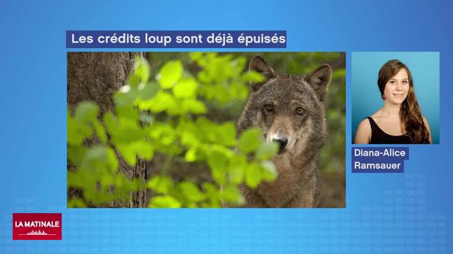 Le fond fédéral pour les mesures de protection contre le loup est épuisé