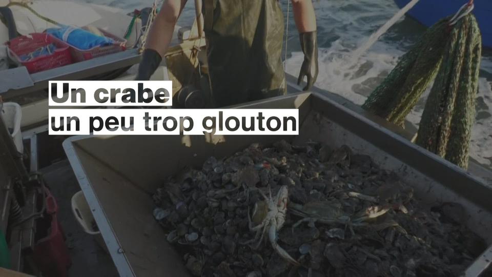 En Italie, la palourde est menacée par un crabe bleu