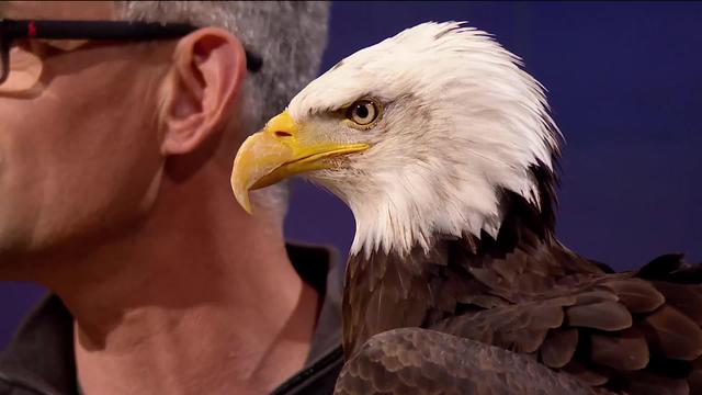 Sherkan, l’aigle mascotte des hockeyeurs genevois