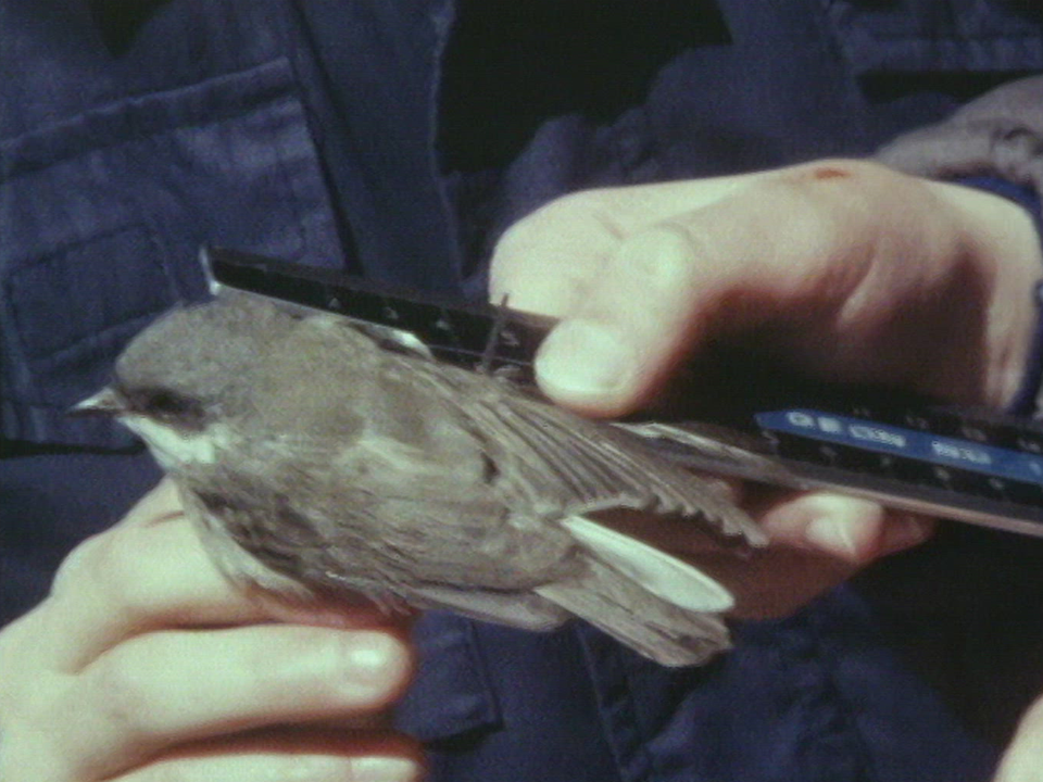 Des cours d'ornithologie