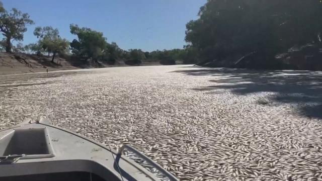 En Australie, des millions de poissons morts bouchent une rivière