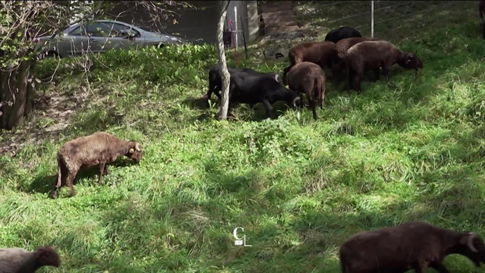 Une entreprise vaudoise met des moutons à disposition des propriétaires pour débroussailler leurs parcelles