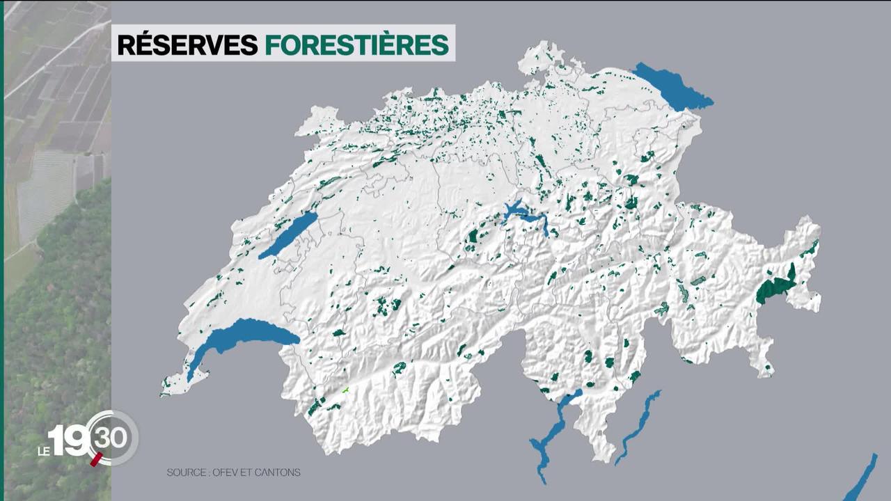 La Confédération veut augmenter le nombre de réserves forestières pour favoriser la biodiversité. Exemple en Valais.