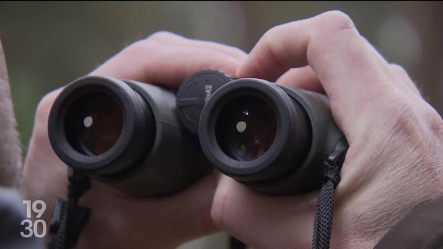 La chasse aux sangliers a commencé dans le canton du Jura