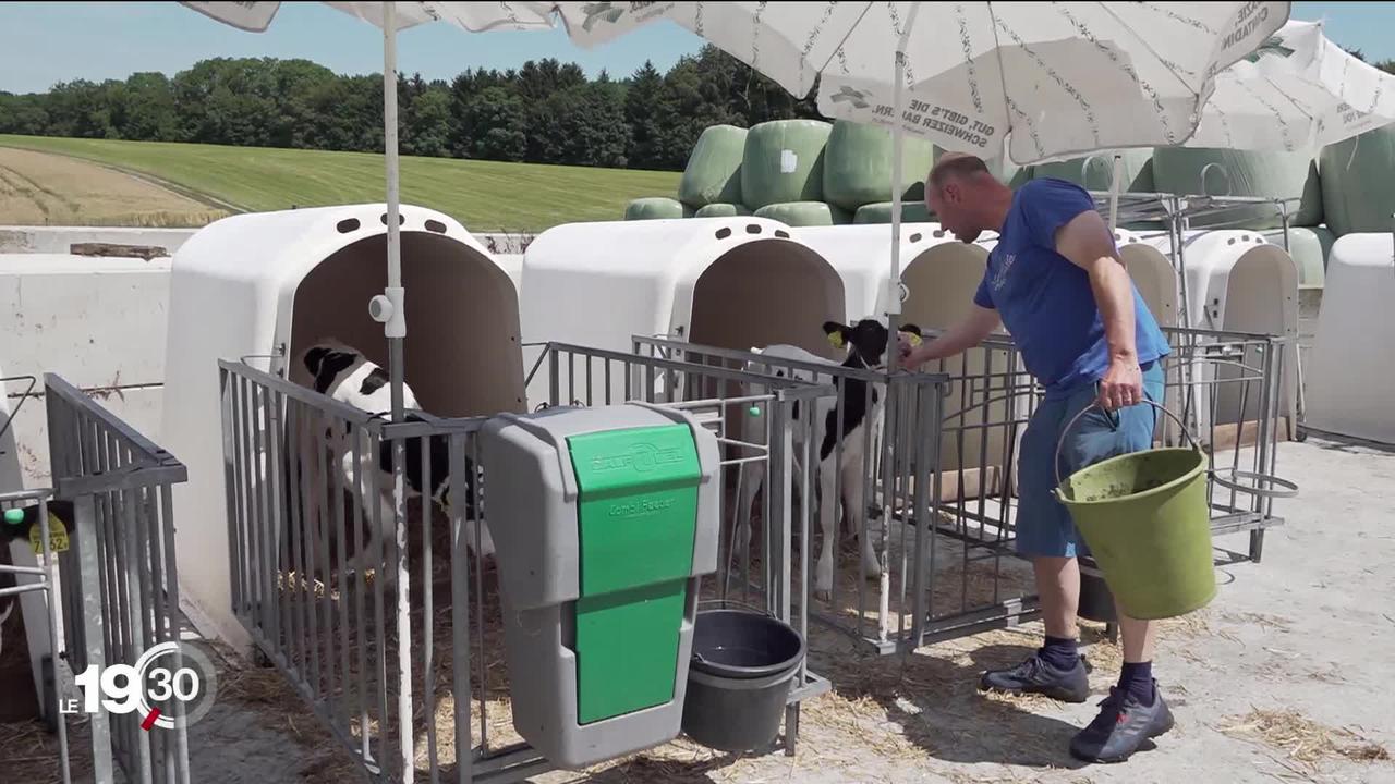 Les producteurs suisses de lait tirent la langue. Ils sont toujours plus nombreux à abandonner.