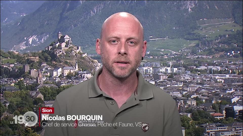 Nicolas Bourquin, chef du service Chasse, Pêche et Faune à l'Etat du Valais, se félicite que le tir du loup soit facilité