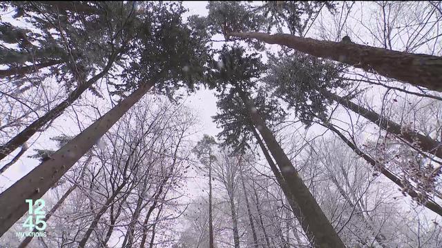 Les forêts sont primordiales au bon fonctionnement des écosystèmes et recèlent un important pouvoir de captation du CO2