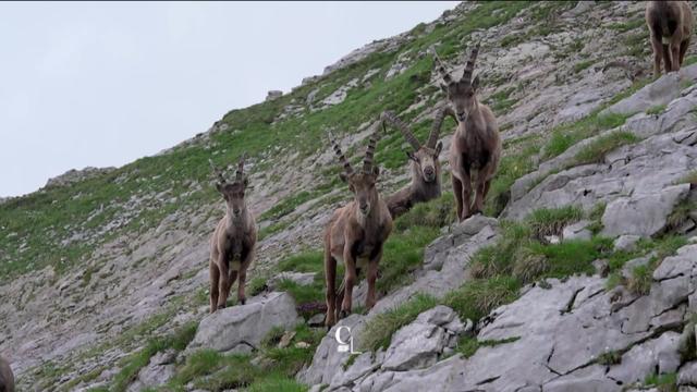 Les bouquetins ont réussi à s’adapter au réchauffement climatique