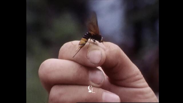 Le bostryche sévit dans nos forêts depuis longtemps, mais ses attaques tendent à s’intensifier