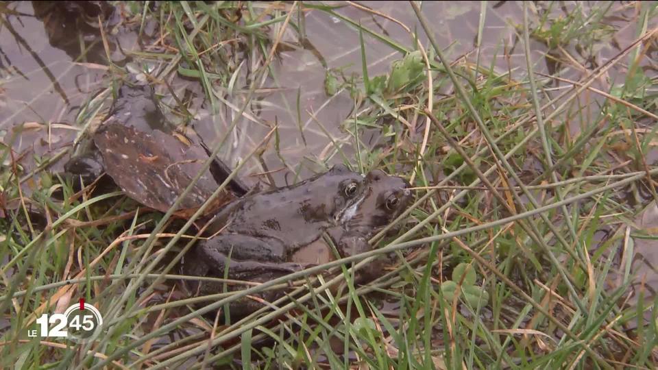 Avec le printemps, les grenouilles commencent à rejoindre leur lieu de ponte.