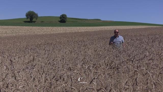 Des anciennes céréales oui, mais pas n'importe lesquelles!