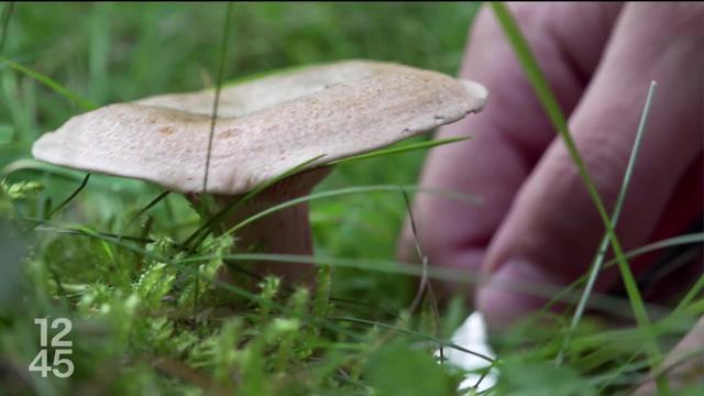 Avec les températures élevées en ce début d’automne la saison des champignons peine à démarrer