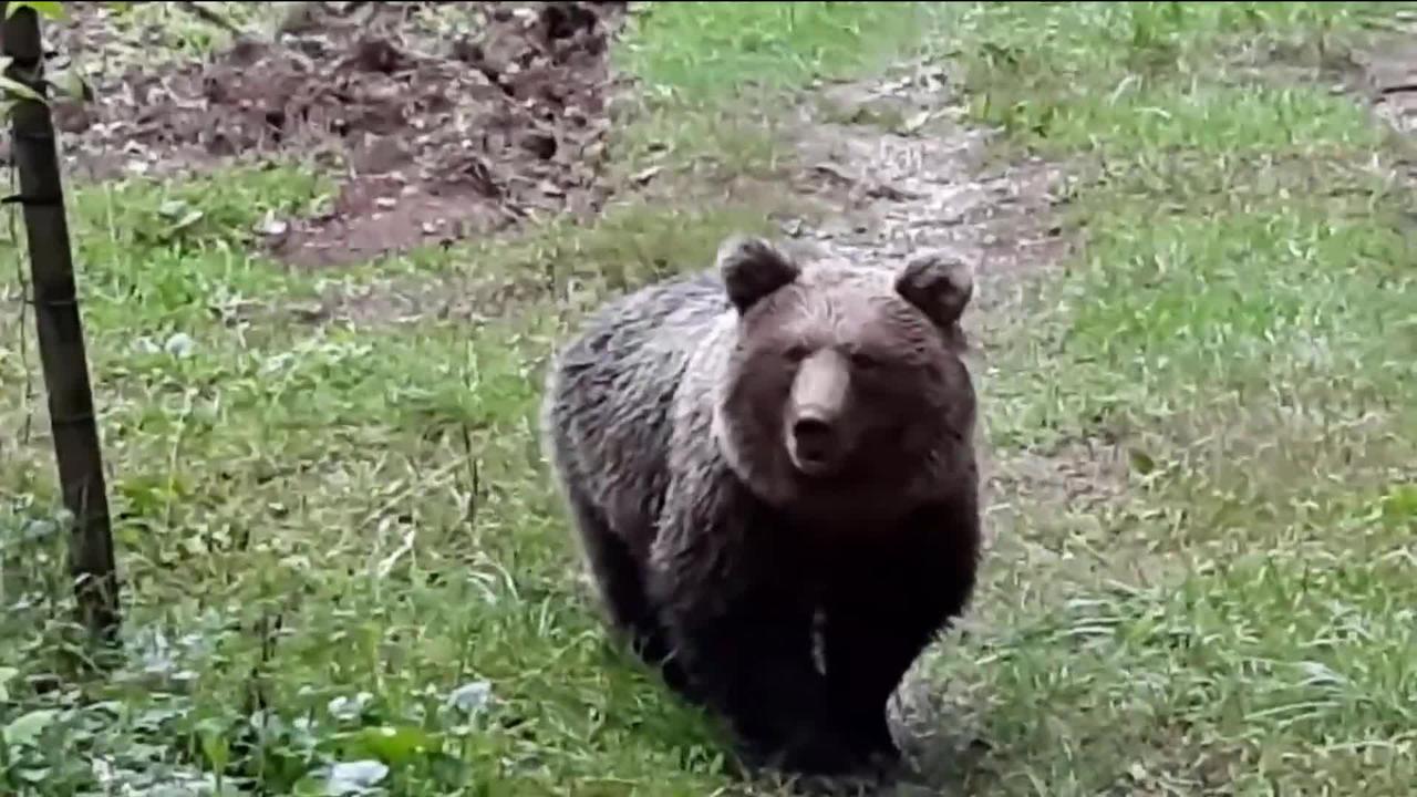 Tué par une ourse