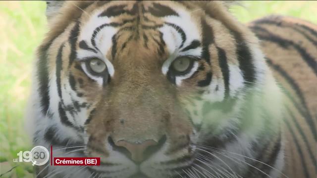 A Crémines (BE), le seul zoo de sauvetage de Suisse se sent à l'étroit