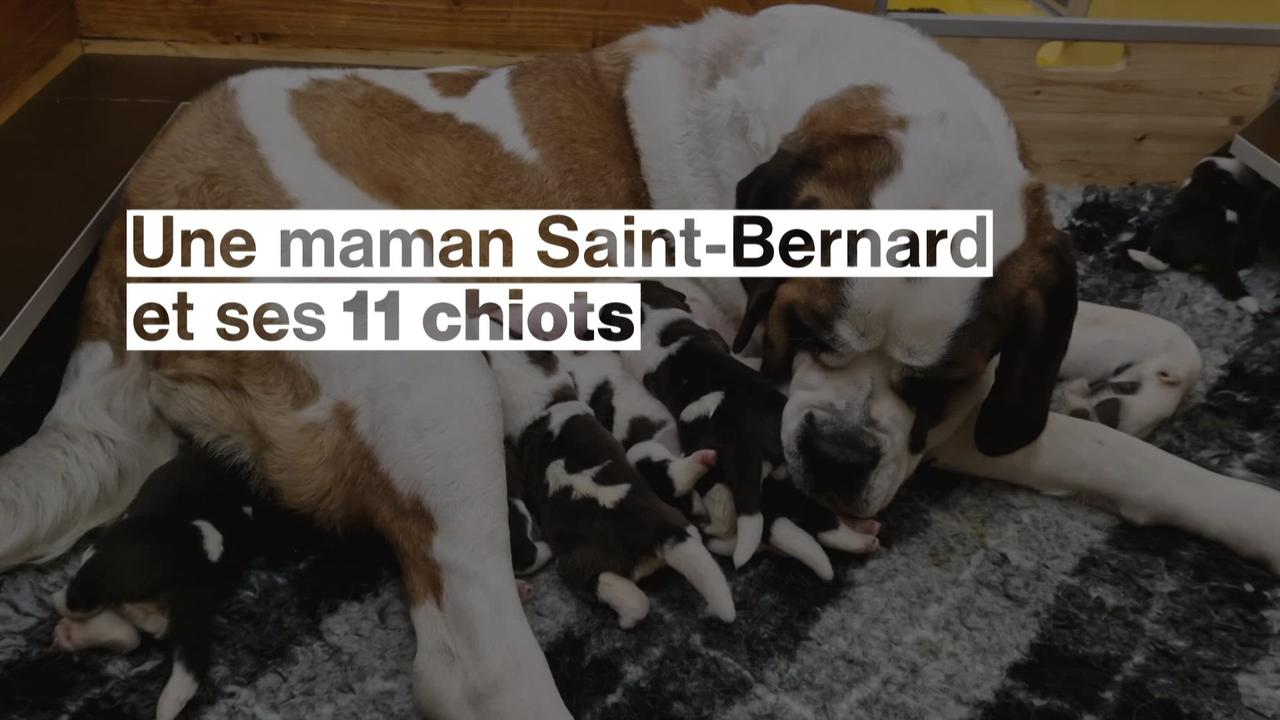 Une maman Saint-Bernard a donné naissance à onze chiots à la Fondation Barry