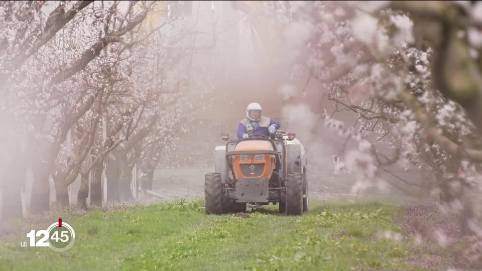 En pleine floraison, les abricotiers valaisans sont menacés par la prolifération d’un champignon