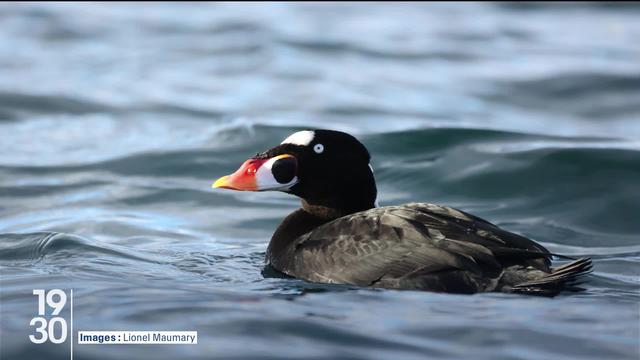 Une macreuse à front blanc, un canard d’origine américaine, a débarqué sur le lac Léman. La présence de cette espèce sous nos latitudes est inédite