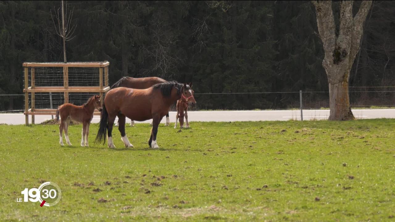 Cheval des Franches-Montagnes: la filière d'élevage belge prend de l'importance au point de laisser craindre une concurrence