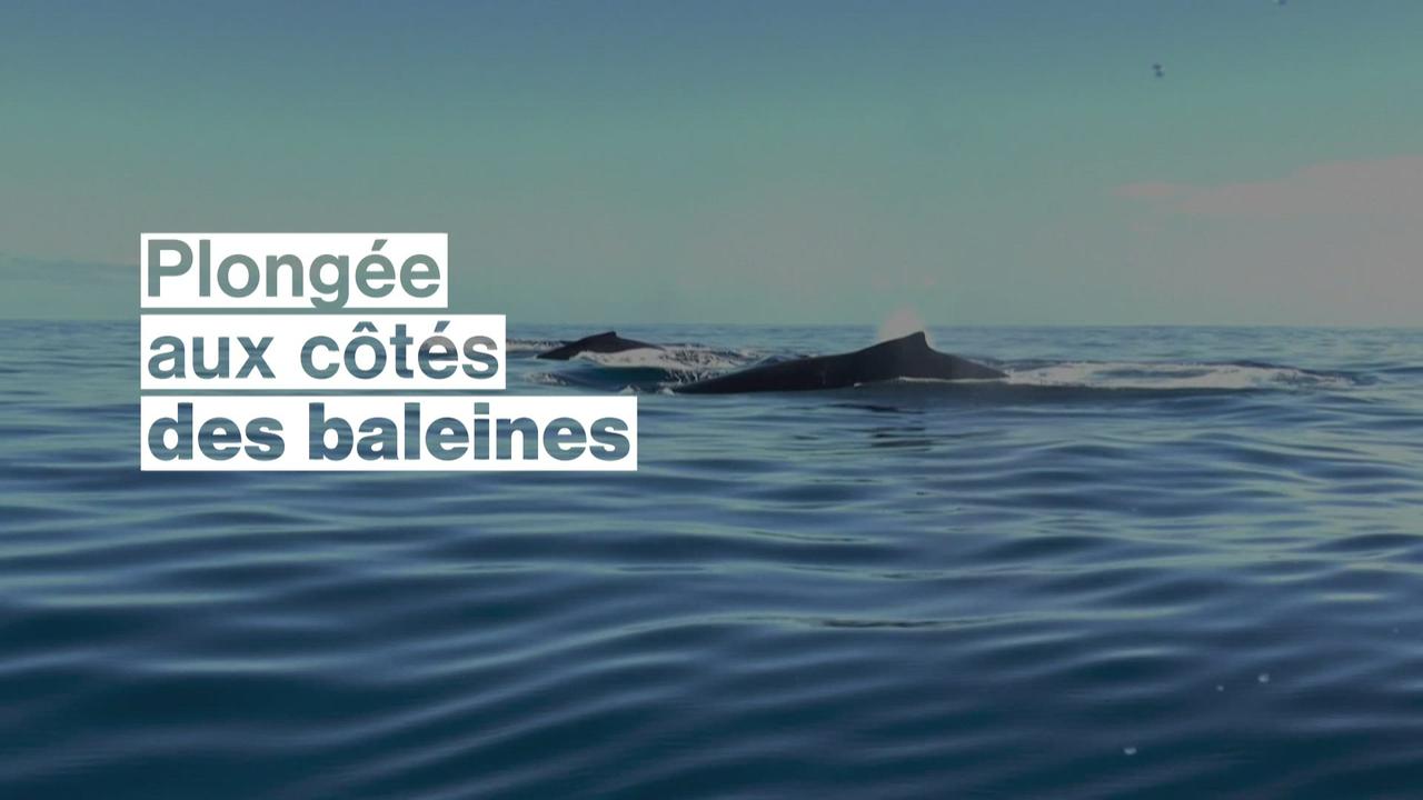 A l'île de La Réunion, une saison des baleines exceptionnelle