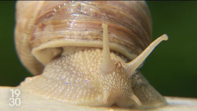 Les escargots doivent être considérés comme des animaux de rente, selon le Conseil national. Une victoire pour les rares héliciculteurs de Suisse.