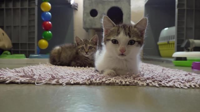 Les animaux abandonnés sur la route des vacances