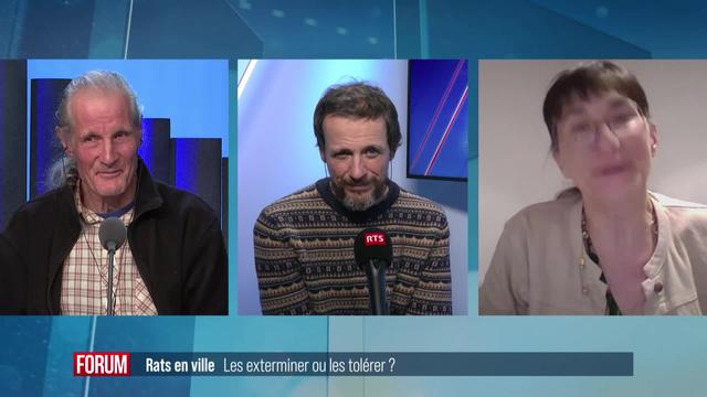 Le grand débat- Les rats en ville, les exterminer ou les tolérer?