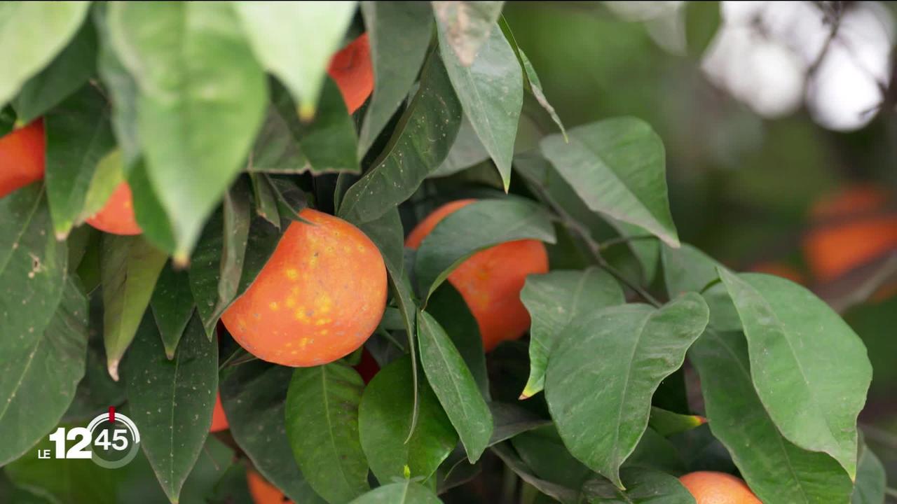 La ville de Séville, en Espagne, développe de nouvelles sources d'énergie notamment grâce à des oranges