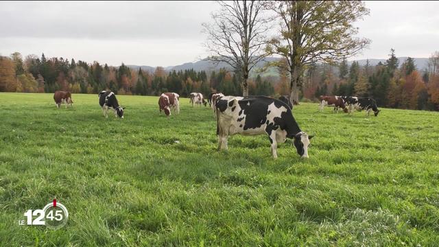 Des microalgues pourraient remplacer le soja comme source de protéines pour les vaches